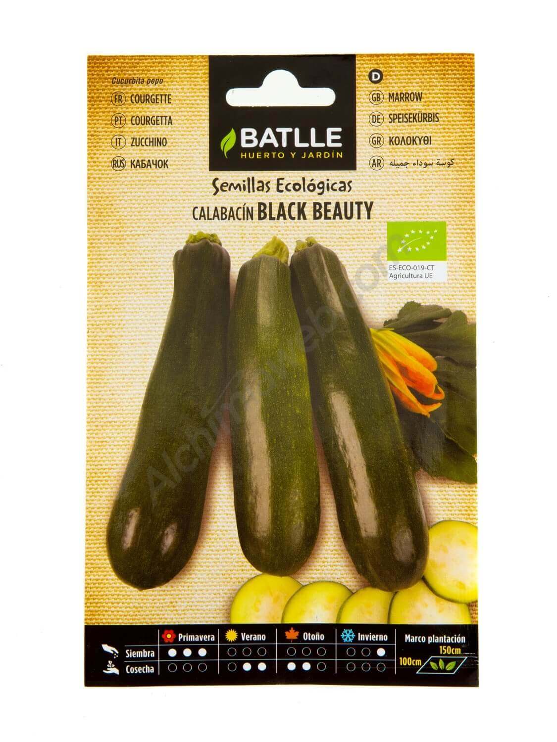 Calabacín Black Beauty ecológico - Batlle