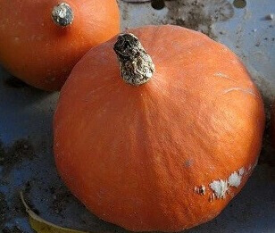 Organic Potimarron Pumpkin - Les Refardes