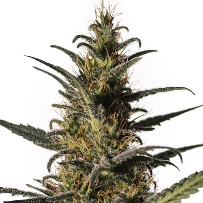 Candida (CD1)