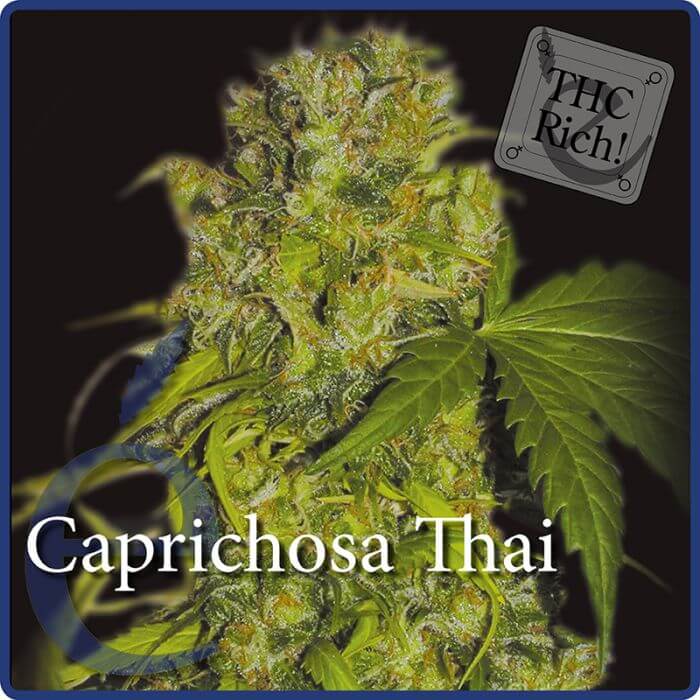 Caprichosa Thai - Elite Seeds