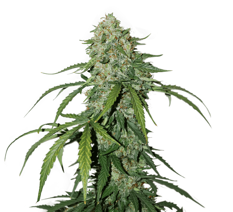 Sale of feminised auto-flowering cannabis seed Seed Stockers
