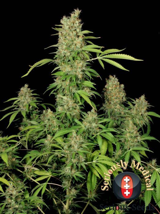 Verkauf feminisierter CBD Chronic Samen von Serious Seeds