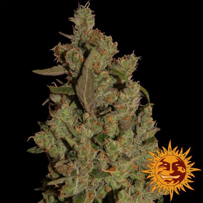 CBD Critical Cure