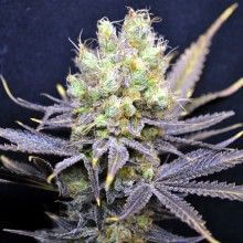 CBD Nordle