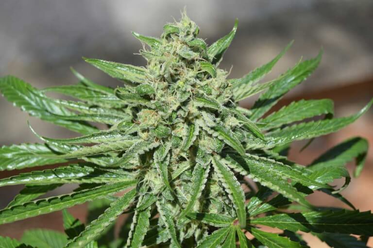 CBD Tonic