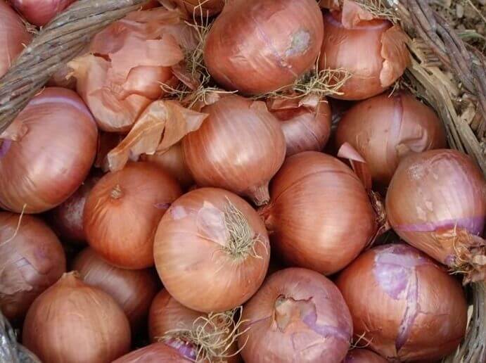 Organic Amposta Onion - Les Refardes