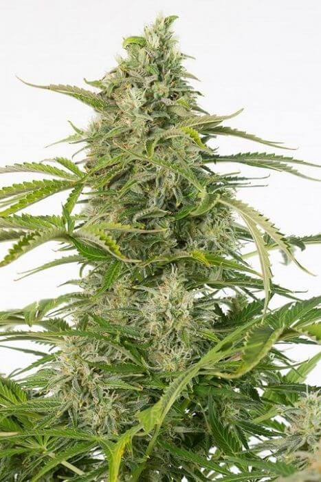Cheese Auto CBD