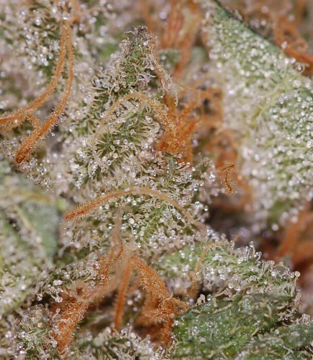 purple cheese quake strain purple cheese quake strain