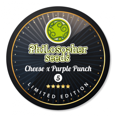 Cheese x Purple Punch