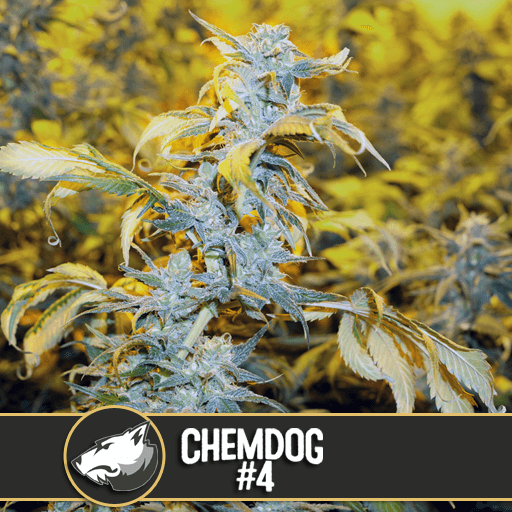 Chemdawg #4 seeds