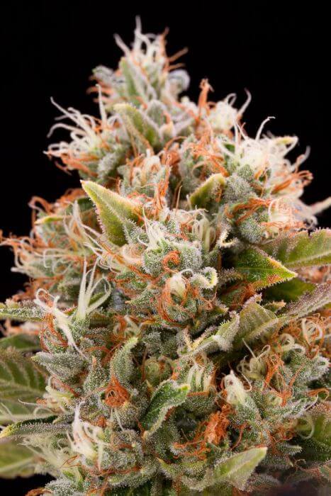 Chemdawg