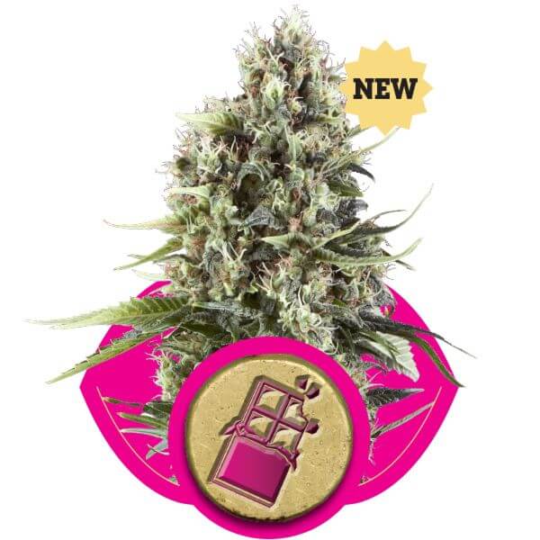 Chocolate Haze
