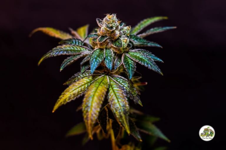 Cookies and Weed