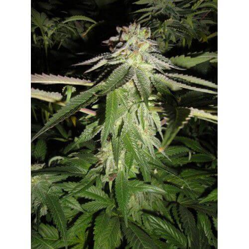 Corleone Kush Seeds