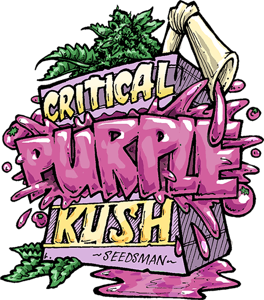 Critical Purple Kush by Seedsman
