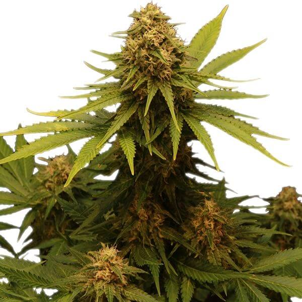 Critical Semillas de Marihuana - Royal Queen Seeds