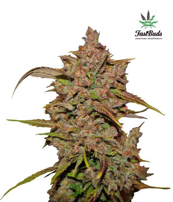 Crystal Meth Auto