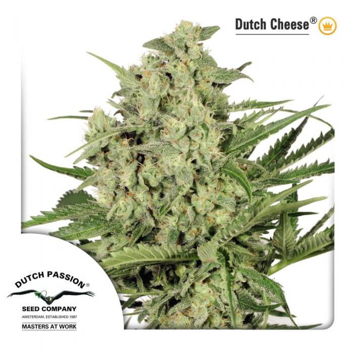 Sale of Dutch Cheese from Dutch Passion