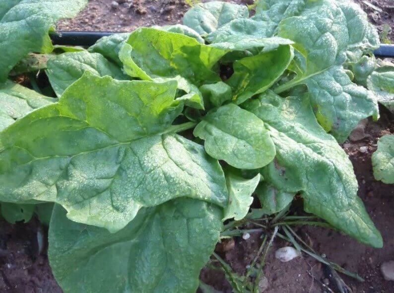 Organic Giant Winter Spinach - Les Refardes