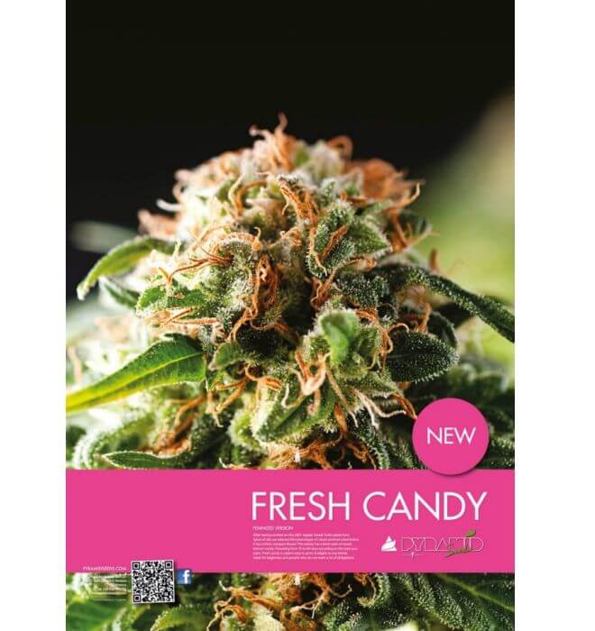 Fresh Candy