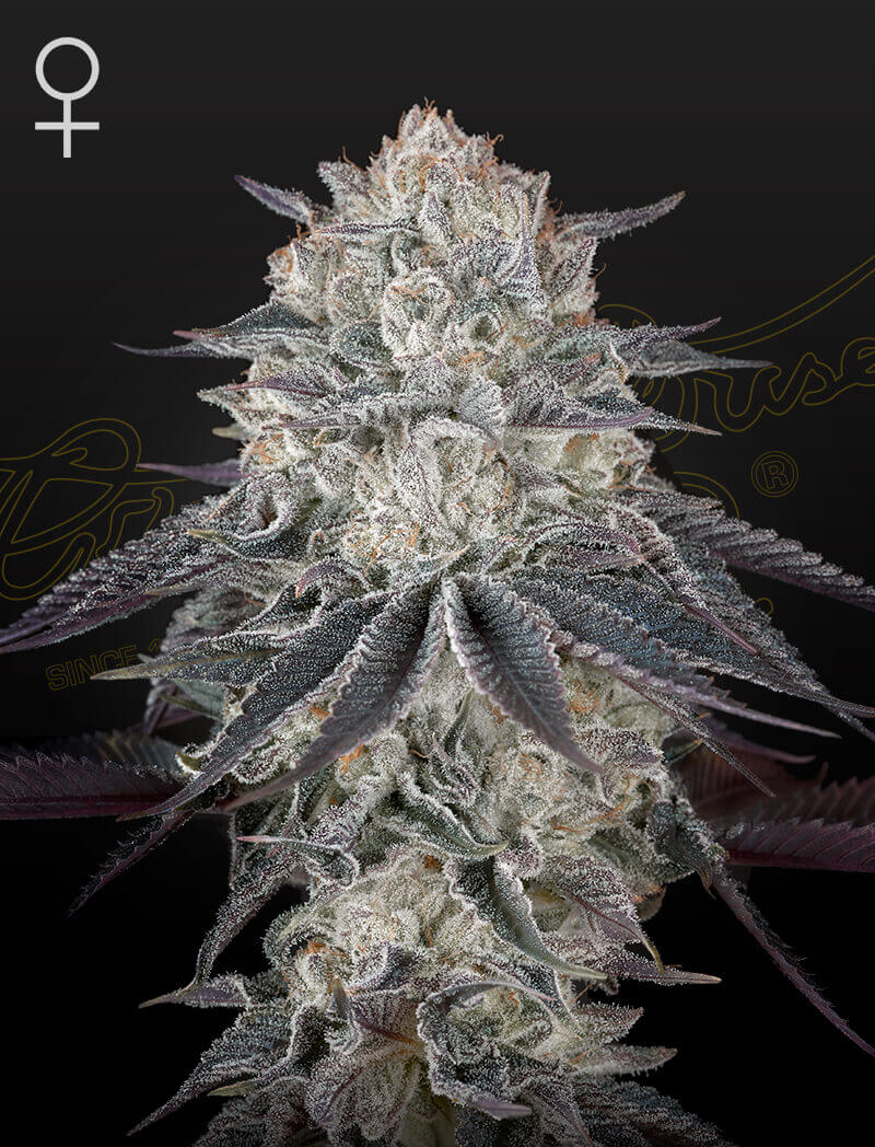 Sale of feminised cannabis seed Greenhouse Seeds Fullgas!