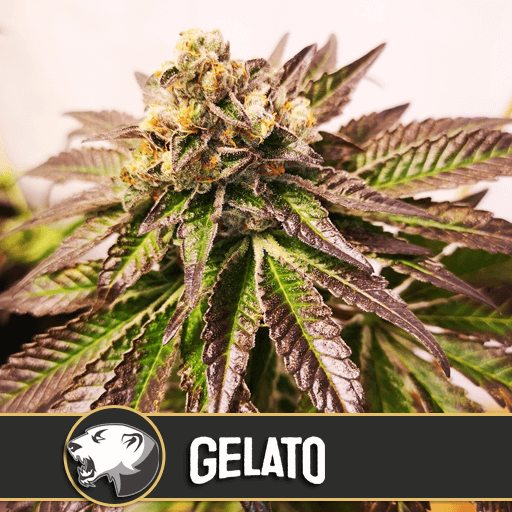 Gelato