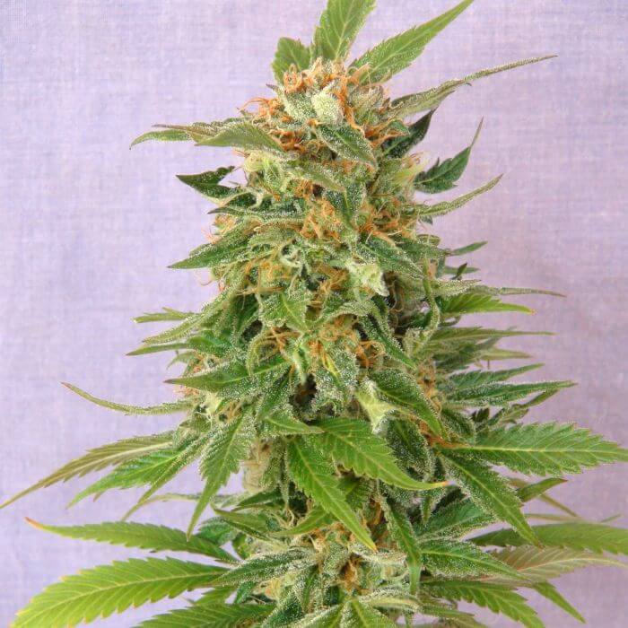 Ginger Punch Auto (Hobbit)