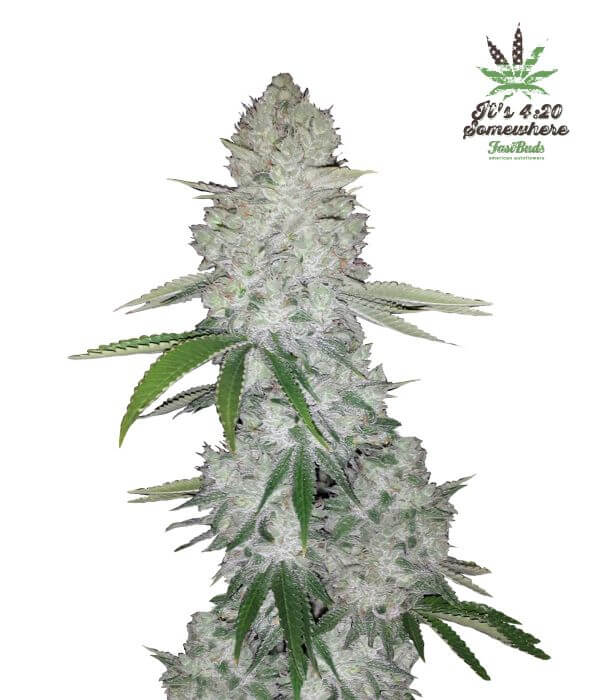 Venta de semillas feminizadas Gorilla Glue Auto de Fast Buds