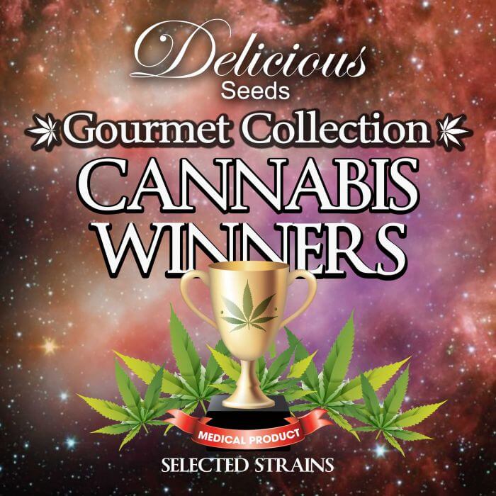 Gourmet Collection Cannabis Winner Strains #1