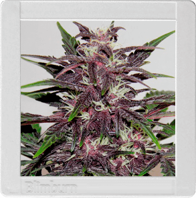 Grizzly Purple Kush