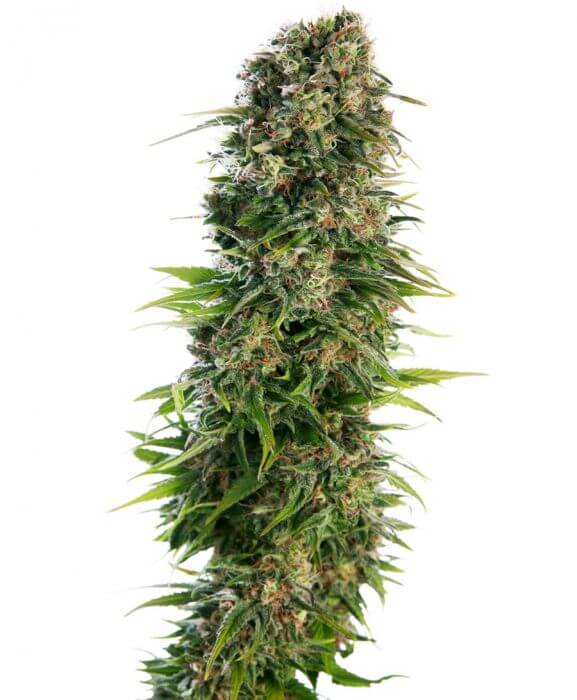 Hindu Kush Auto