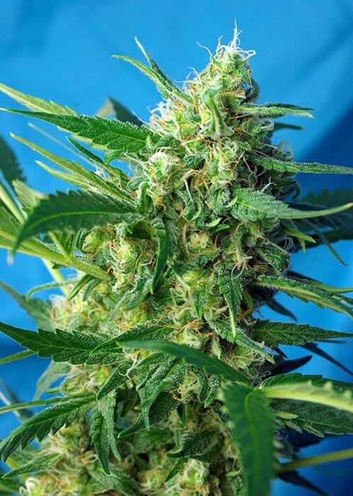 NYC Diesel Auto aka Ice Cool Auto