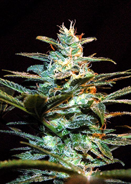 NYC Diesel aka Ice Cool