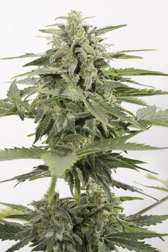 Industrial Plant Auto CBD