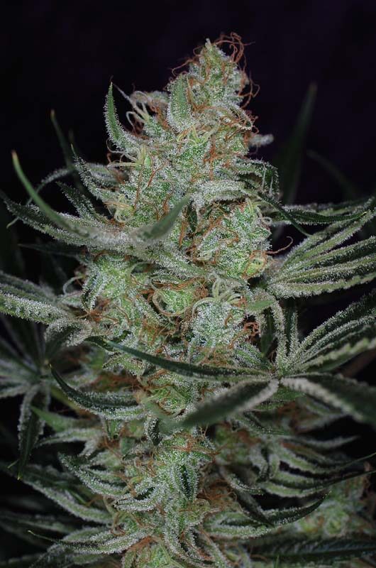 Jack the ripper cannabis seeds