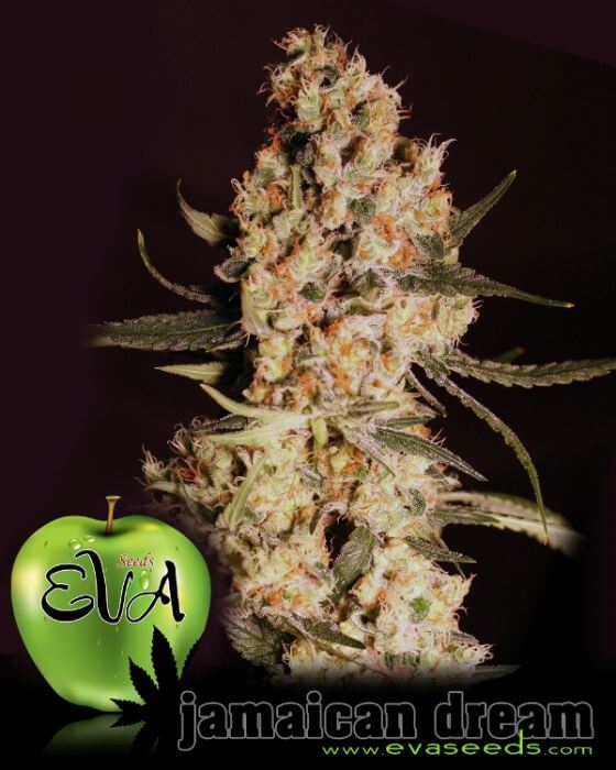 Jamaican Dream