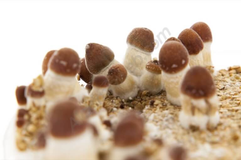 Kit de Culture de Champignons Magiques Golden Teacher (Ready-to-Grow  Growkit)