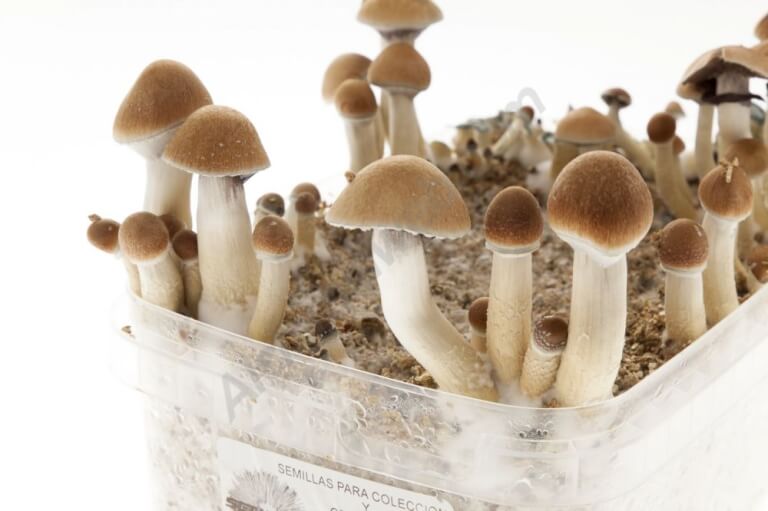 Mazatapec Mushroom Spores grow kit - Setnatur