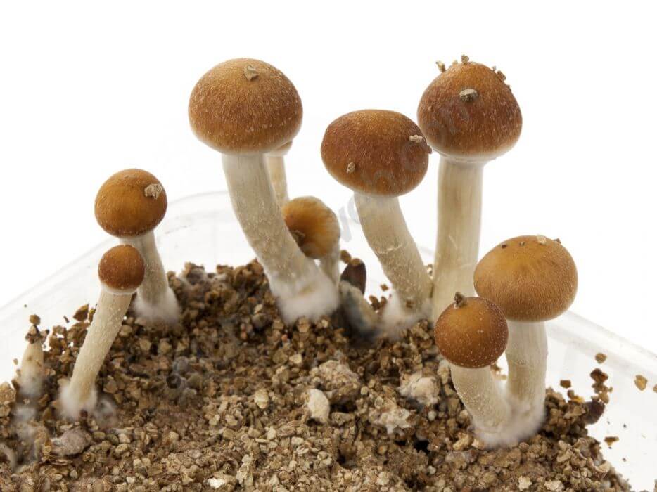 McKennaii mushroom growing kit - Setnatur