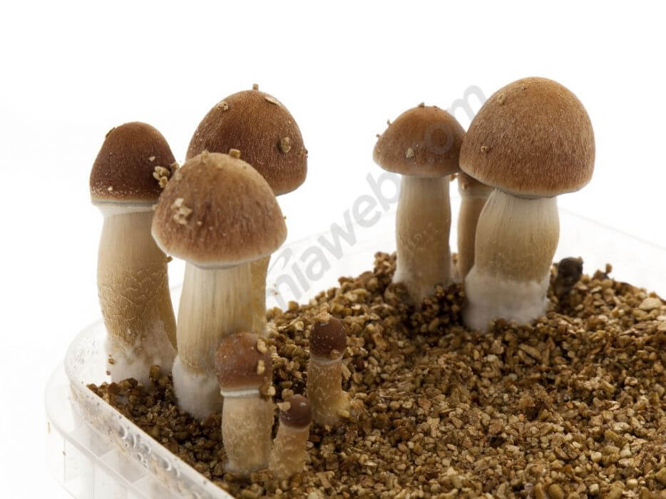 Instructions D'Utilisation Des Kits de Culture Fresh Mushrooms - Zamnesia