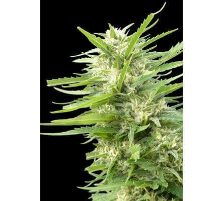 Kritikal Bilbo x AK47