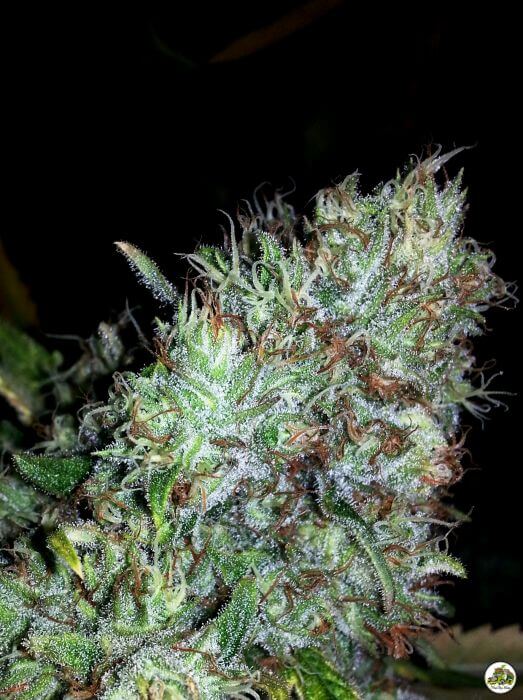 Kush del arriero