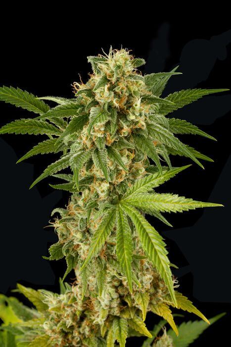 Flowering Time