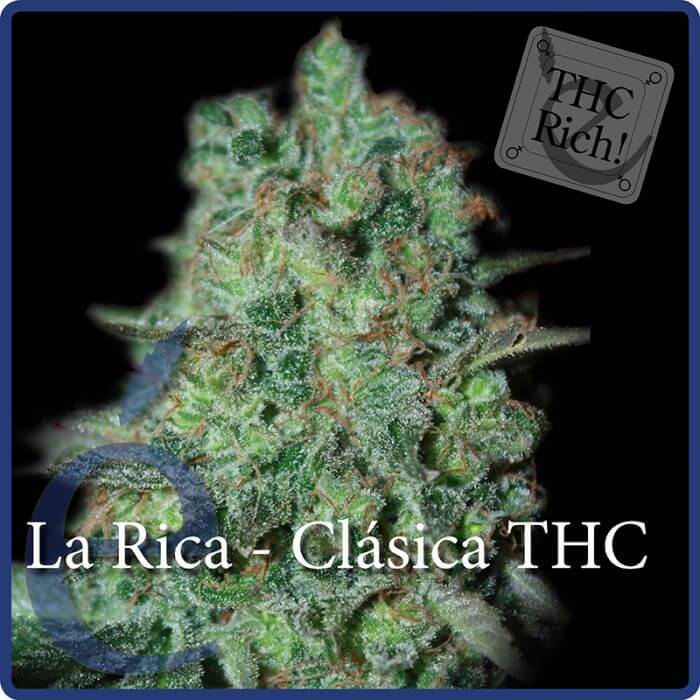 La Rica - Elite Seeds
