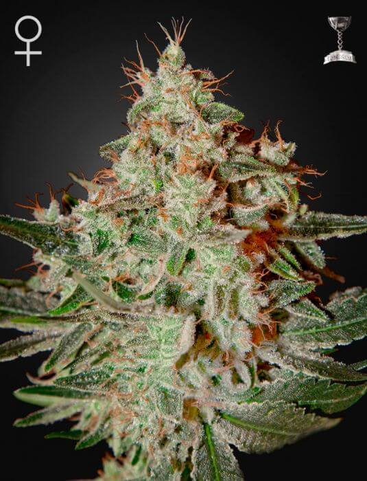 Lemon Skunk