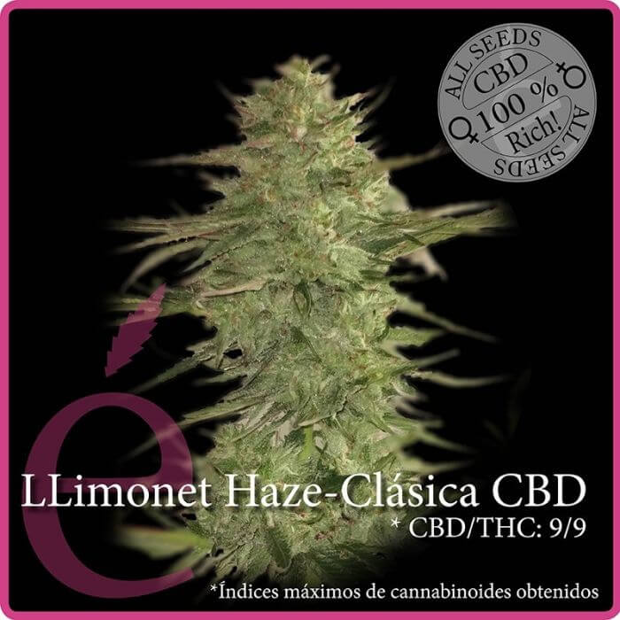 Llimonet Haze CBD