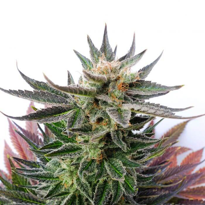 Sativa Dream - LOL