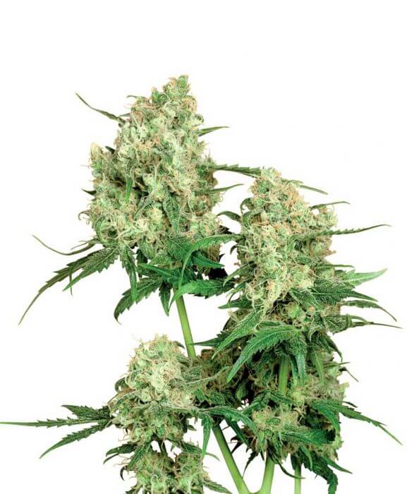 Maple Leaf Indica