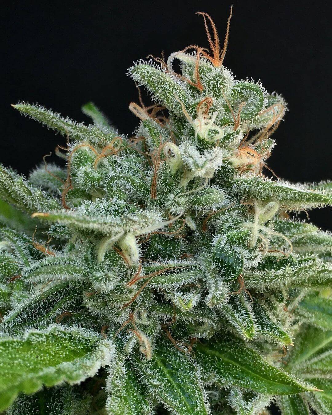 Scout master seeds