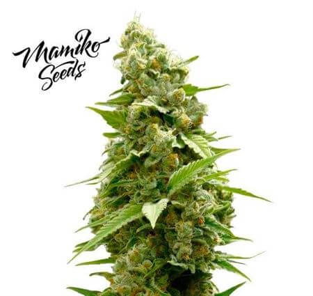 Matriarch OG by Mamiko Seeds